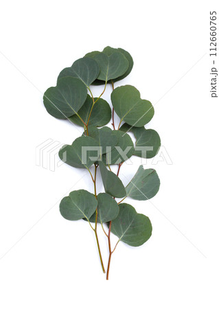Green leaves of eucalyptus on white Green leaves of eucalyptus on white 112660765