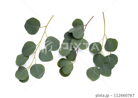 Green leaves of eucalyptus on white 112660767