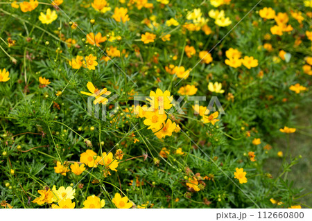 Butterfly with orange sulfur cosmos or yellow cosmos flower. Butterfly with orange sulfur cosmos or yellow cosmos flower. 112660800