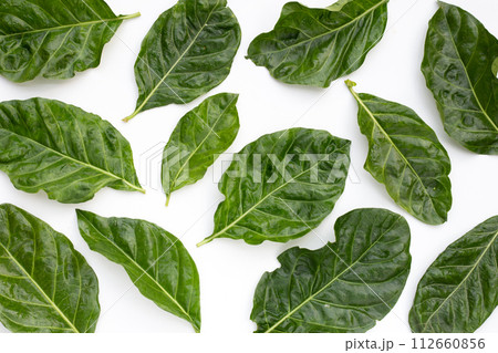 Noni or Morinda Citrifolia leaves on white background. Noni or Morinda Citrifolia leaves on white background. 112660856