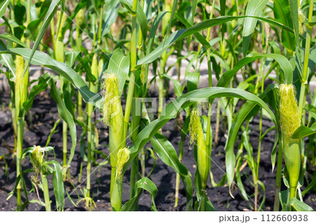 Baby corn fruit on tree. Corn field Baby corn fruit on tree. Corn field 112660938