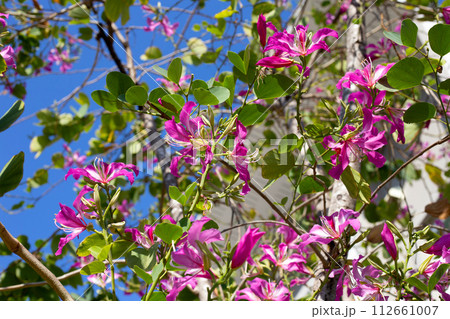 Bauhinia purpurea tree with pink flower Bauhinia purpurea tree with pink flower 112661007