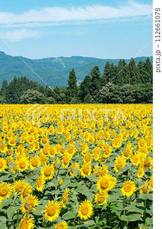 津南ひまわり広場 112661078