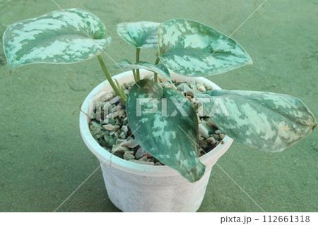 Chinese Wild Ginger leaf plant on farm 112661318
