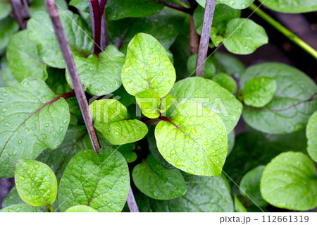 Ceylon spinach or basella rubra linn Ceylon spinach or basella rubra linn 112661319
