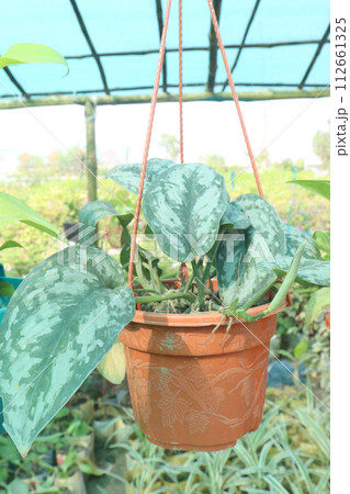 Chinese Wild Ginger leaf plant on farm Chinese Wild Ginger leaf plant on farm 112661325