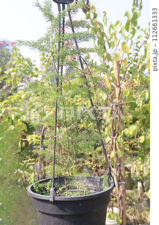 Cypress Vine flower plant on farm Cypress Vine flower plant on farm 112661333