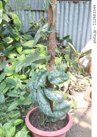 Chinese Wild Ginger leaf plant on farm Chinese Wild Ginger leaf plant on farm 112661344