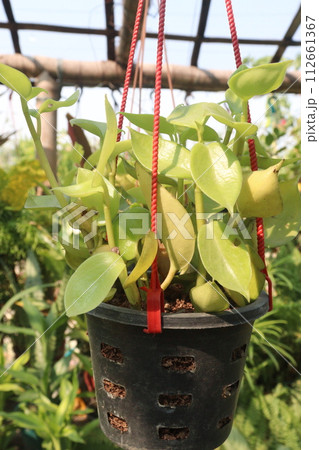 Baby sun rose leaf plant on farm Baby sun rose leaf plant on farm 112661367