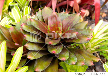 Bromeliad in the garden. Colorful plant leaves Bromeliad in the garden. Colorful plant leaves 112661443