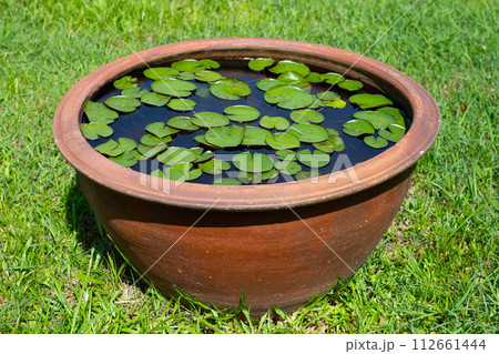 Beautiful water lily. Lotus water plant in a pot Beautiful water lily. Lotus water plant in a pot 112661444