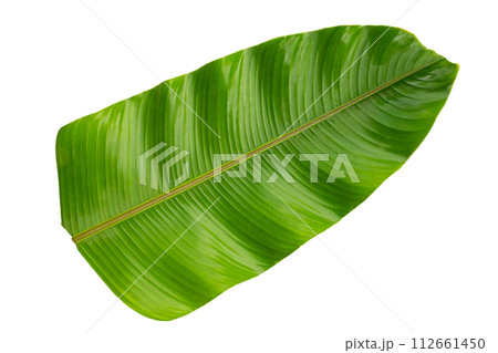 Heliconia leaves on white background. Heliconia leaves on white background. 112661450