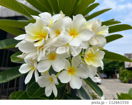 Plumeria or frangipani flower. Tropical tree 112661550
