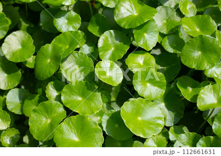 Centella asiatica (gotu kola). Fresh green leaves herb background. 112661631