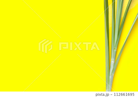 Sugar cane leaves on yellow background. 112661695