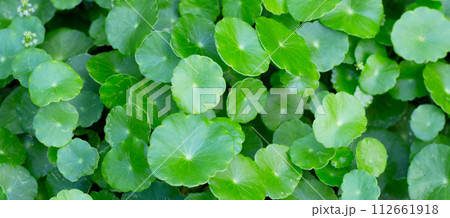 Gotu kola or centella asiatica. Green leaves of herb plant in the garden 112661918