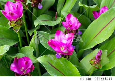Pink flower of curcuma sessilis gage plant Pink flower of curcuma sessilis gage plant 112661943