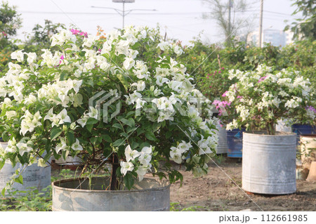 Bougainvillea flower plant on farm 112661985