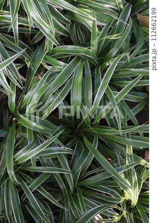 Chlorophytum comosum leaf plant on farm 112662199