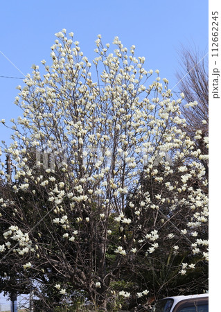 春の庭に咲く白い木蓮の花が青空に映える様子 112662245