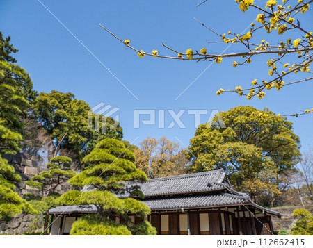 春の皇居東御苑 大番所を背景に咲くサンシュユの花 春の皇居東御苑 大番所を背景に咲くサンシュユの花 112662415