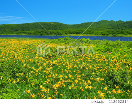 雄国沼のニッコウキスゲ 雄国沼のニッコウキスゲ 112662814