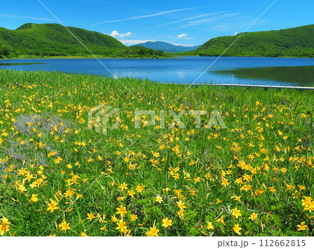 雄国沼のニッコウキスゲ 112662815