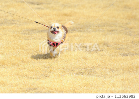 ペキチワ ペキチワ 112662982