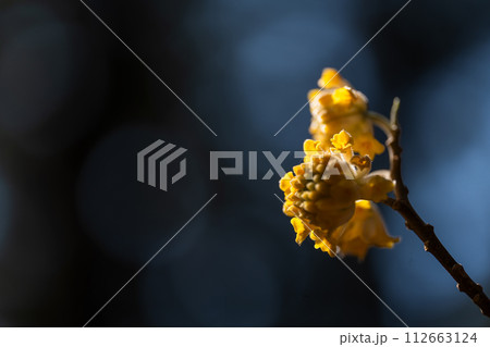 ミツマタの花クローズアップ 112663124