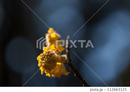 ミツマタの花クローズアップ 112663125