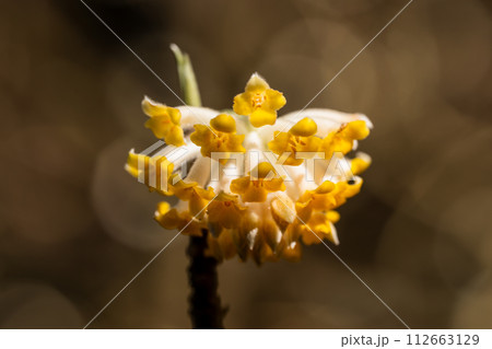 ミツマタの花クローズアップ ミツマタの花クローズアップ 112663129