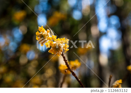 ミツマタの花クローズアップ 112663132