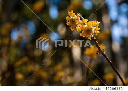 ミツマタの花クローズアップ ミツマタの花クローズアップ 112663134