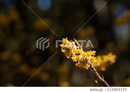 ミツマタの花クローズアップ 112663135