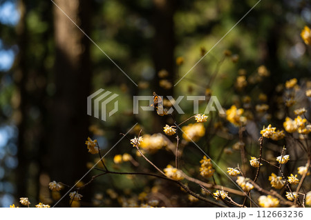 ミツマタの花と蝶 ミツマタの花と蝶 112663236