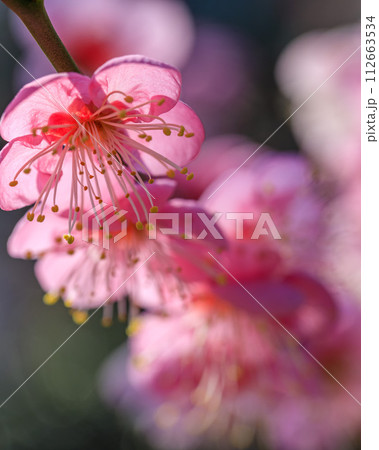 大阪城梅林 道知辺 2024年2月14日 大阪城梅林 道知辺 2024年2月14日 112663534