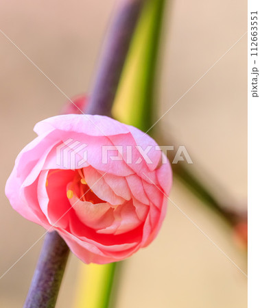 大阪城梅林 夫婦梅枝垂れ  2024年2月14日 112663551