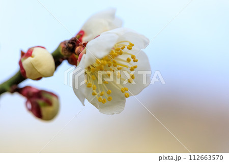 大阪城梅林 南高 花とつぼみ 2024年2月9日 112663570