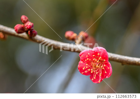 大阪城梅林 紅千鳥 2024年2月9日 大阪城梅林 紅千鳥 2024年2月9日 112663573