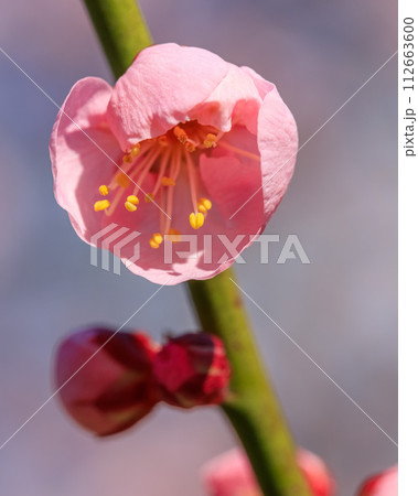 大阪城梅林 紅冬至 2024年2月7日 112663600