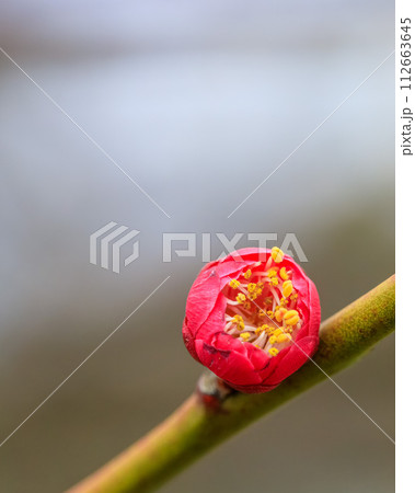 大阪城梅林 八重唐梅 つぼみ開く 2024年2月26日 112663645