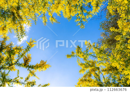 【花素材】ミモザの花と青空【愛知県】 112663676