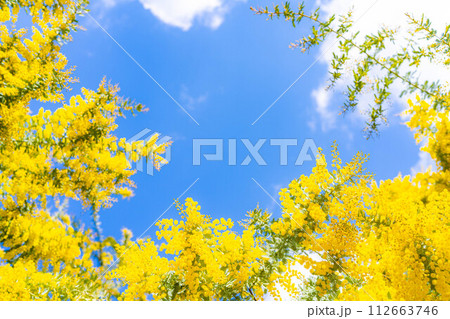 【花素材】ミモザの花と青空【愛知県】 【花素材】ミモザの花と青空【愛知県】 112663746