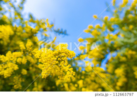 【花素材】ミモザの花と青空【愛知県】 【花素材】ミモザの花と青空【愛知県】 112663797