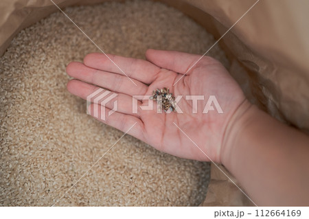 黒い米粒 112664169