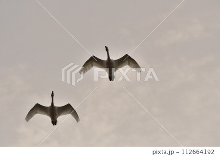 瓢湖の白鳥（新潟県） 112664192