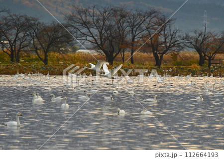 瓢湖の白鳥(新潟県) 瓢湖の白鳥(新潟県) 112664193