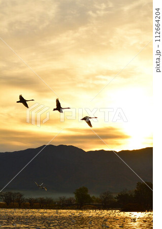 瓢湖の白鳥(新潟県) 瓢湖の白鳥(新潟県) 112664204