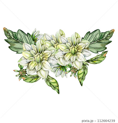 Watercolor white dahlia composition. Hand drawn illustration or a summer garden. Design for baby shower party, birthday, cake, holiday celebration design, greetings card,invitation. Watercolor white dahlia composition. Hand drawn illustration or a summer garden. Design for baby shower party, birthday, cake, holiday celebration design, greetings card,invitation. 112664239