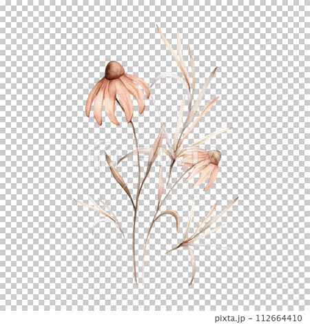Watercolor bouquet botanical autumn illustration echinacea branches flowers and herbs. Autumn floral illustration. Hand painted drawing isolated on white background. Floral composition pastel color 112664410